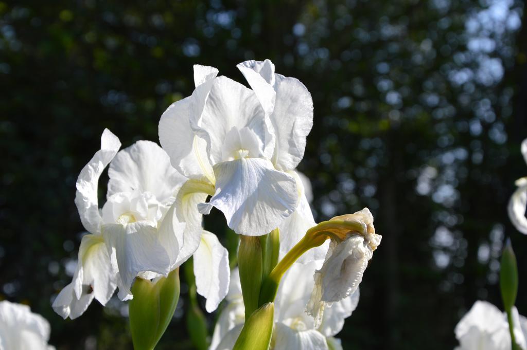 Agriturismo Tenuta Buon Respiro ออร์เวียโต ภายนอก รูปภาพ